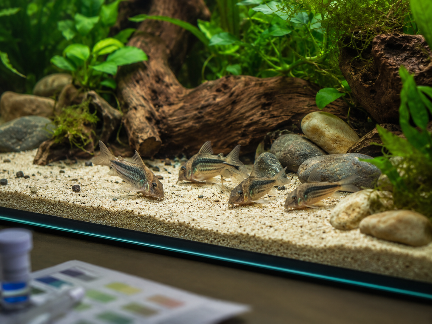 Grupo de corydoras sobre un fondo de arena fina en un acuario natural
